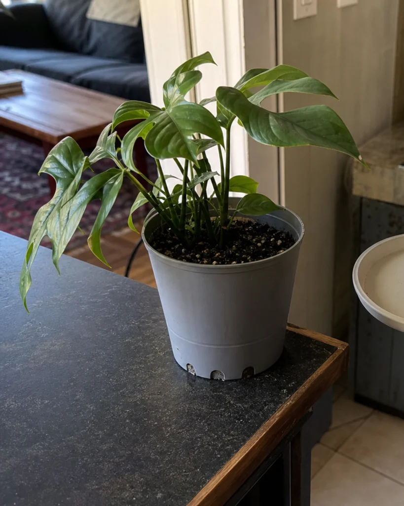 Hands hold an empty saucer beside an unidentified plant in a nursery pot on the short route to a utility sink.
